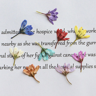 Hutail dried flower embossed plant specimen diy bookmark drop glue candle silk fan handmade material flower wholesale