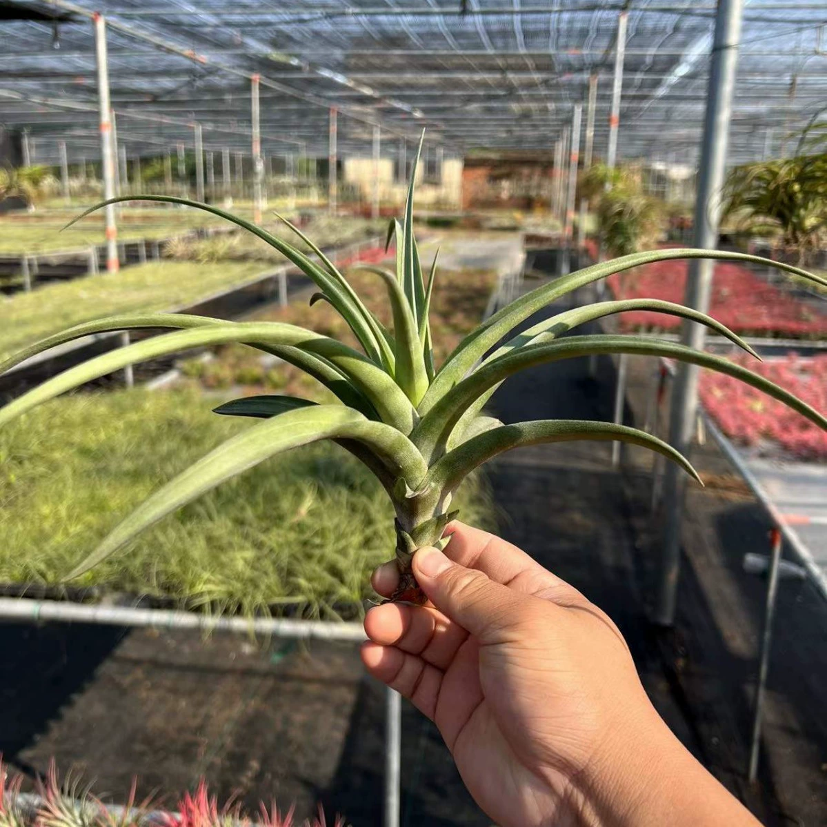 Air Tielan деревянная ручка Циклон Орхидея висит зеленое растение крытый балкон гостиная декоративная настенная Орхидея оптовая продажа с фабрики