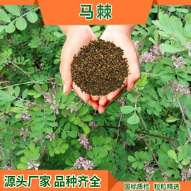 草种子;一二年生花卉;宿根花卉
