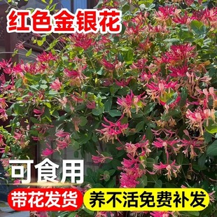 �ͺ����y�����������x�����҃ȝ��㻨���̨ͥԺ�ļ���������ֲ��
