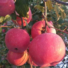 基地批发果树  南方种植苹果树苗 红富士红星苹果苗 成活率高