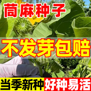 ����N��������N��Ұ�f�龀�鶬���N��С�f�������K�ö����N����