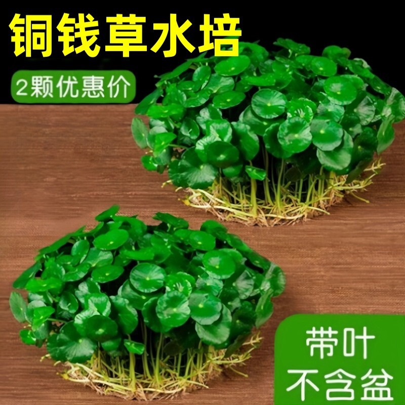 Hydroponic Pennywort Plant with Old Stump for Indoor and Outdoor Cultivation, Easy to Grow and Maintain, Large-Leaf Pennywort with Roots and Shoots