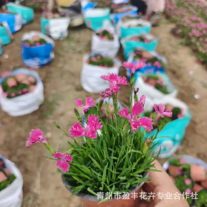 Европейский каменный домик с цветочными бутонами, рассада цветов в горшках для посадки во дворе, цветет в любое время года, морозостойкая и простая в выращивании, проекты ландшафтного дизайна и озеленения цветочного моря.