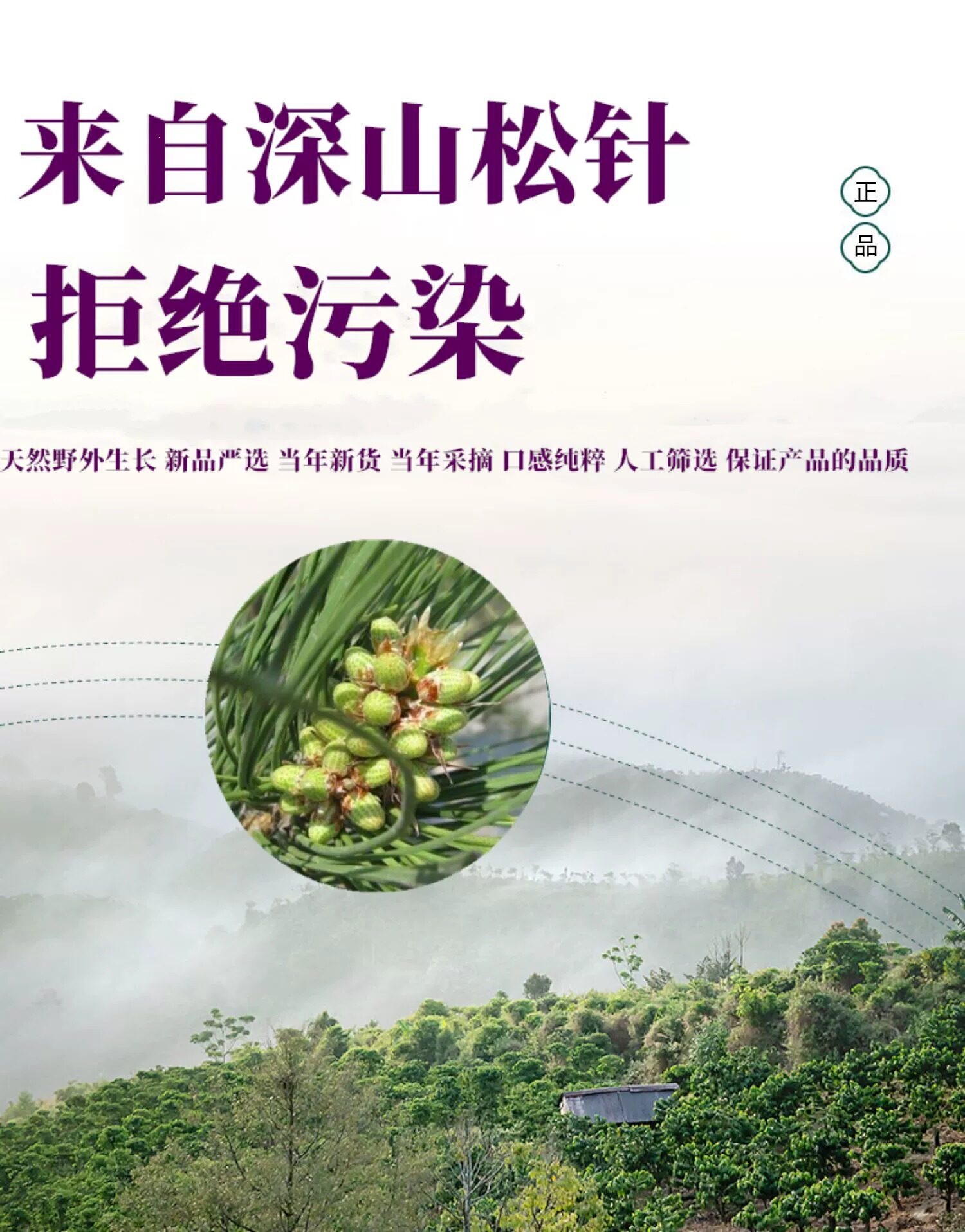 Pine Needle Tea Song Zhen 500g Wild Dried Masson Pine Leaves Herbal Infusion from Changbai Mountain in use