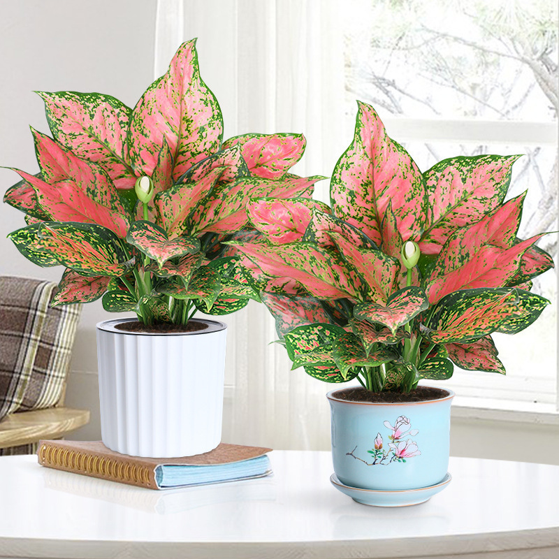 Ruyi Queen Flower Pot, Auspicious Red Desktop Plant, Indoor Green Plant, Easy to Maintain All Year Round, Marianne Evergreen Ruyi Queen Flower Pot, Auspicious Red Desktop Plant, Indoor Green Plant, Easy to Maintain All Year Round, Marianne Evergreen