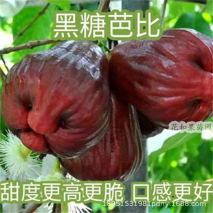 ɏ�F����ǰűȺڽ������~�tƷ�N�޽��Ϸ������箔���_���Y��