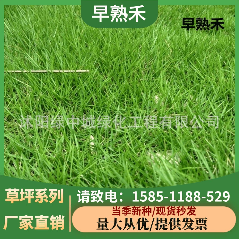 Виды мятлика вечнозеленый газон трава наклон защита трава мятлик озеленение карлик стадион дерн виды