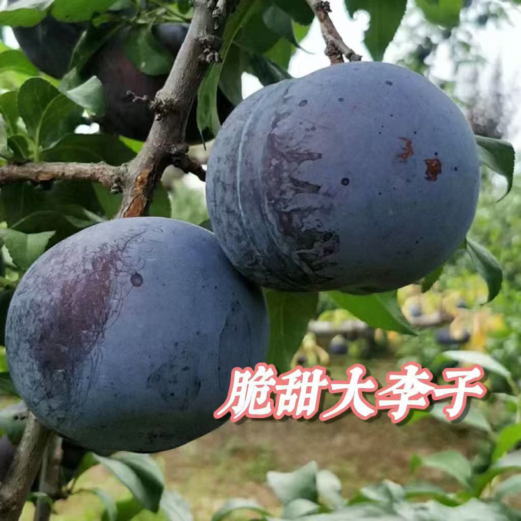 陕西黑琥珀李子新鲜黑梅李大李子现摘甜脆李子果香浓郁当季黑李子