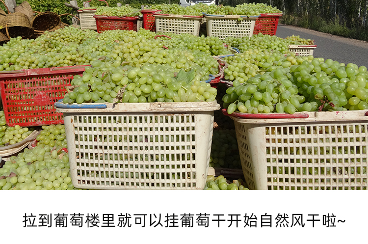 Emerald Seedless Green Raisins (Vitis vinifera) — Dried Fruit Snack, 500g in use