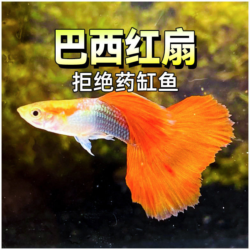 Brazilian Red Fan Peacock Fish, Red Dress Fish, Large Tail, Pregnant Female Fish, about to Give Birth, Aquatic Plant Tank, Tropical Freshwater Brazilian Red Fan Peacock Fish, Red Dress Fish, Large Tail, Pregnant Female Fish, about to Give Birth, Aquatic Plant Tank, Tropical Freshwater