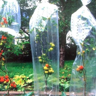 Customized Various Types of Green Colorful Pattern Perforated Film Tomato Fruit Tree Protective Cover Small Hole Anti-Bird Plant Cover