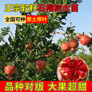 ʯ������ش��ͻ��˹ܛ�ю����ش�����ʯ���Ϙ�ͥԺ���Թ�����