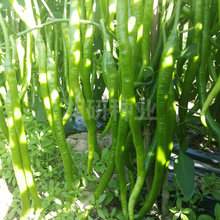 湘辣1108-湘研浅绿色光滑顺直30*1.7cm细长豇豆椒类型辣椒蔬菜种