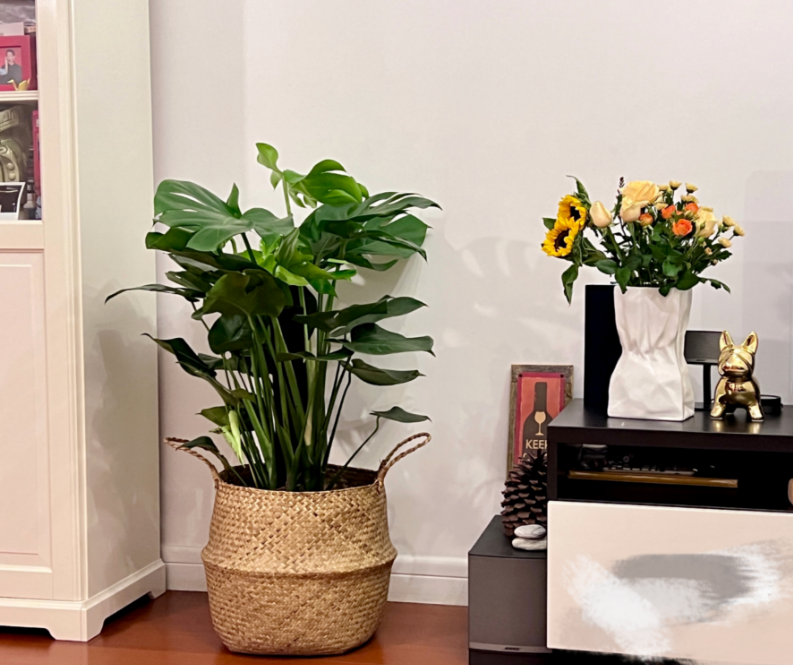 Террариум с тюлеп Bamboo растений для помещений, гостиная, офис