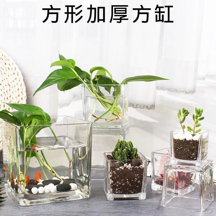 水培植物玻璃瓶方形玻璃花瓶綠蘿睡蓮銅錢草水養花盆器皿容器批發
