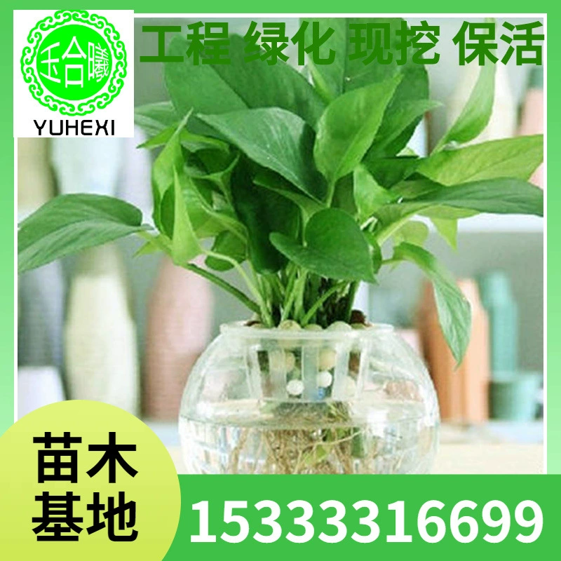 Гидропонные растения, медные монеты, плющ, спаржа, лук и редис, горшечные растения, детский дневник наблюдений в детском саду.