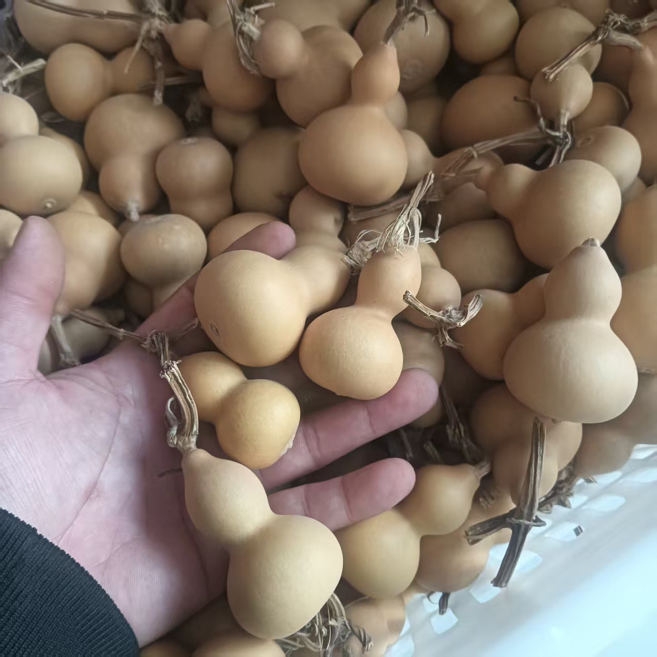 天然小美国葫芦通货批发大小4--6厘米随机发货文玩小葫芦手把件