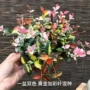 彩叶庭院耐寒空气吊兰