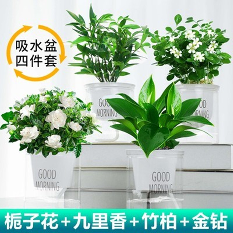 [여름 4종세트] 대나무와 편백나무 + 구리향 + 치자나무 + 골든다이아몬드 + 굿모닝 대야 4개 + 영양액