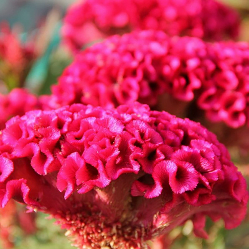 Семена растения «петухий хвост», формирующегося в птичьи перья, легко выращиваются в любое время года, устойчивы к засухе, цветы и семена трав для уличных дворов.