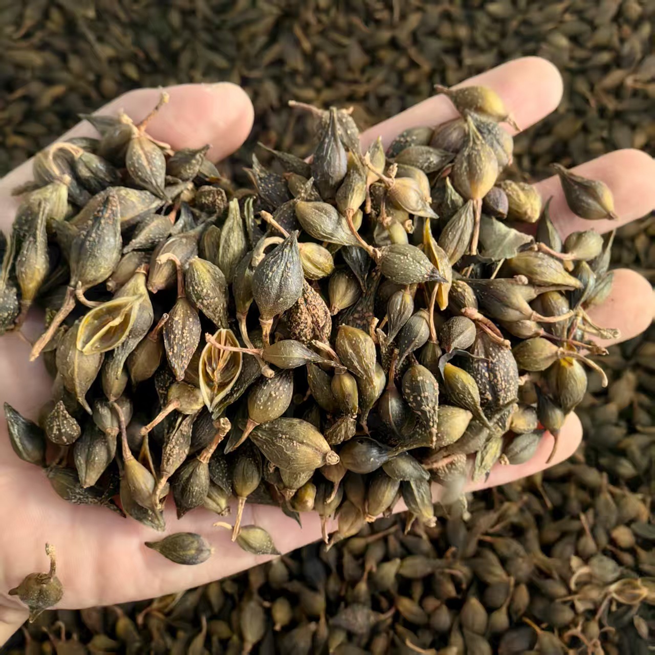 Forsythia Fruit Powder Lian Qiao Fine Ground Herbal Powder for Traditional Decoctions and Blends 500g quality and texture