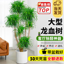 ��Ѫ������҃����Զ��^��횘�Gֲ�͏d�k�������F��ֲ�������辰