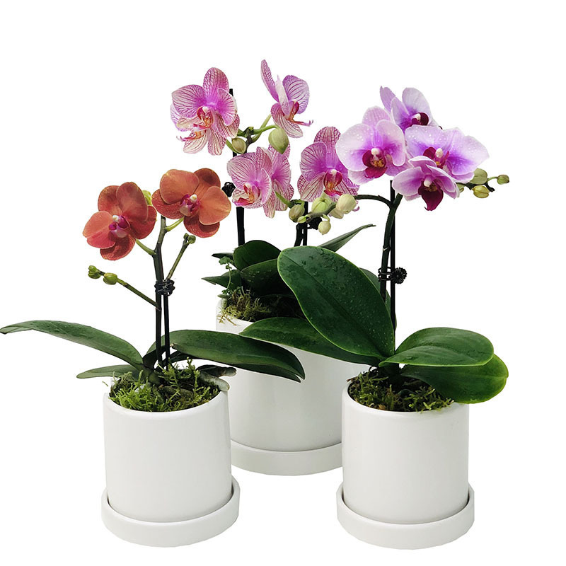 Phalaenopsis flower pot potted flower buds of flowers and buds of plant bands all year round, continuous indoor flowers and green plants are easy to live 4