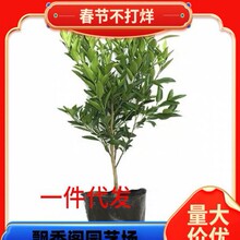 ��Ʒ�N��Ƥ�۽��� ����һ̖��������������� �޽ӟo���۽��Ә���