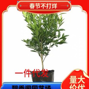 ��Ʒ�N��Ƥ�۽��� ����һ̖��������������� �޽ӟo���۽��Ә���