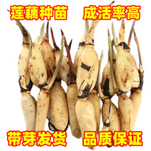 ź��ɻ�������^�p�ɻ�ʳ��ɏ�������Դ��ͺɻ��N����ɏź�N����