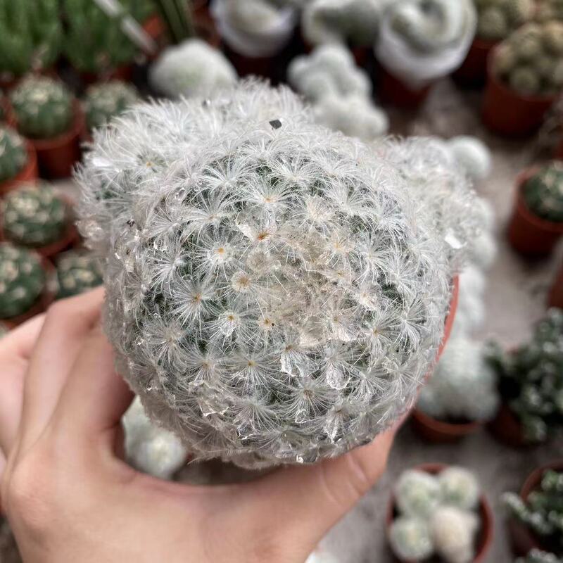 大仙人球コレクション、鉢植えの開花仙人掌、多肉植物、星兜瑞昌玉、玉龍鳳玉、玉翁|undefined