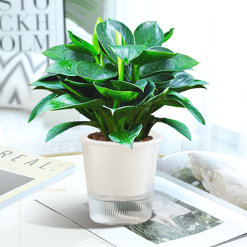 황금 다이아몬드 약 25cm 3개 + 광조수 흡수통 + 영양액 [핫 추천]