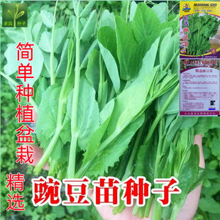 �㶹��N�����l���l�N�����l�o��㶹��ѿ����߲˷N���̨�҃ȷN