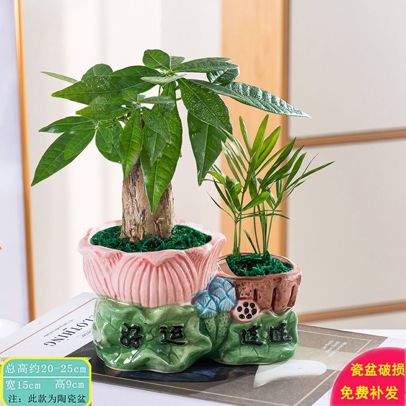 Money Tree Potted Indoor Flower Small Bonsai Office Green Plant Living Room Fortune Money Tree Green Plant