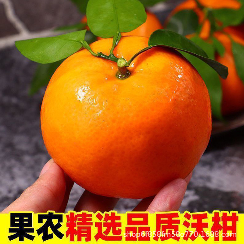 正宗广西沃柑武鸣沃柑孕妇水果鲜甜皮薄多汁批发柑橘子桔子茂谷柑