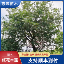 決算特価商品 苗木 紅木蓮 フラワー ガーデン Alrc Asia