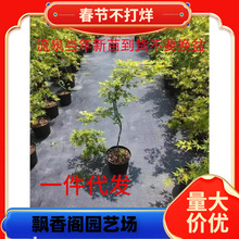 一件代发流泉枫树苗盆栽小苗黄金枫红枫黄金流泉枫盆栽鸡爪槭树苗