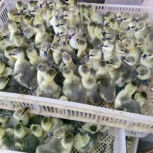 特大种狮头鹅潮汕纯种活体鹅仔健康幼鹅易饲养量大价优现货供应