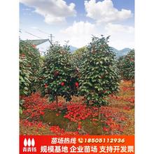 FͲ軨ͥԺߗUļͺɽ軨Ԉ@LG