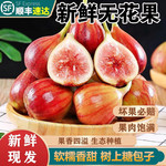 【顺丰3斤】新鲜红皮无花果鲜果孕妇水果应当季大果青红皮新鲜果