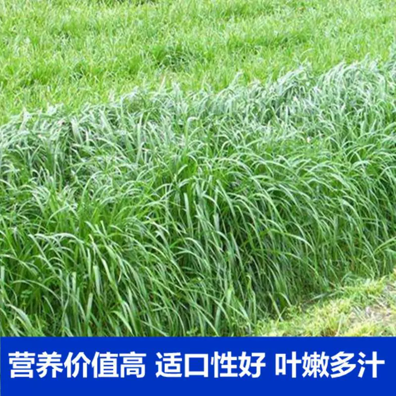 Семена Ryegrass Зимний Му 70 сезонов Высокоурожайность и выносливость многолетние семена кормов Крупный рогатый скот Овцы Курица Гусь
