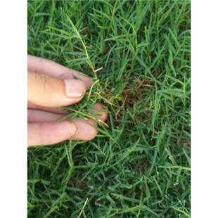 �����ļ���첥�R������ͥ�@ˇ�N�Ӳ�ƺ�߲˷N�ӻ��N������