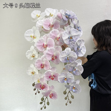 �¿�������m���Q���L֦��̖9�^�����m �ָ��z�Ϸ��滨���^�L�l