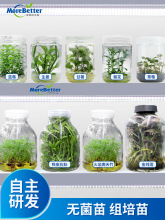 组培瓶苗铁皮石斛莲蓝莓甘薯生姜菊花多肉草莓种苗带瓶