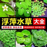 浮萍水草大全植物鱼缸造景水培一叶莲水芙蓉水葫芦睡莲净水草场发