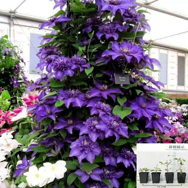 Клематис большие саженцы, большие саженцы, восхождение на виноградную лозу, садовые цветы
