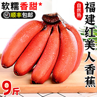 �����t�����㽶���rˮ���Fժ�������Ž�С�׽��t�㽹������S���]