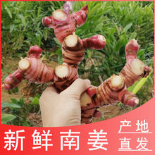 �F؛���r�Ͻ�������Ұ��ɽ������ţ�����uζ��ꎹ����ϵ��ϰ��]