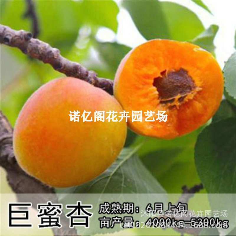特大巨蜜王杏树苗嫁接离核杏子果树苗当年结果南北方种植庭院耐寒